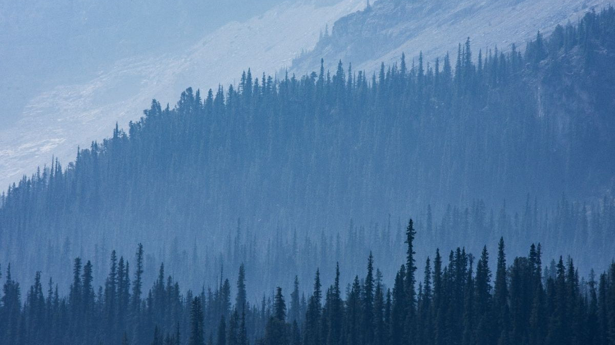 Why We Plant Trees with Every Product Purchased
