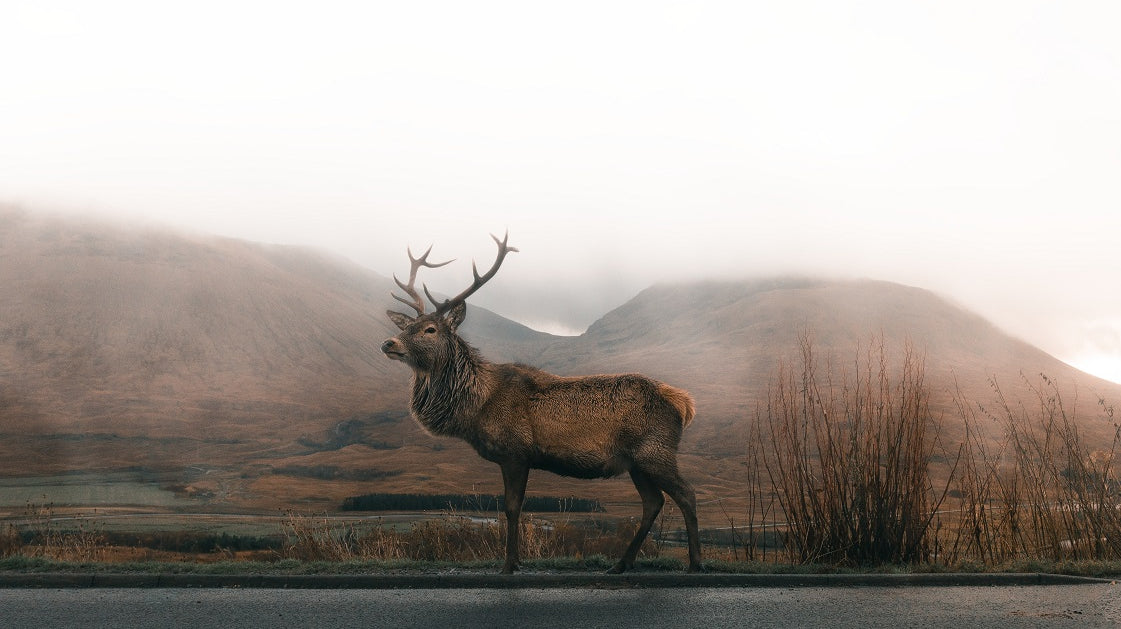 How a Circular Lifestyle Helps Biodiversity Thrive