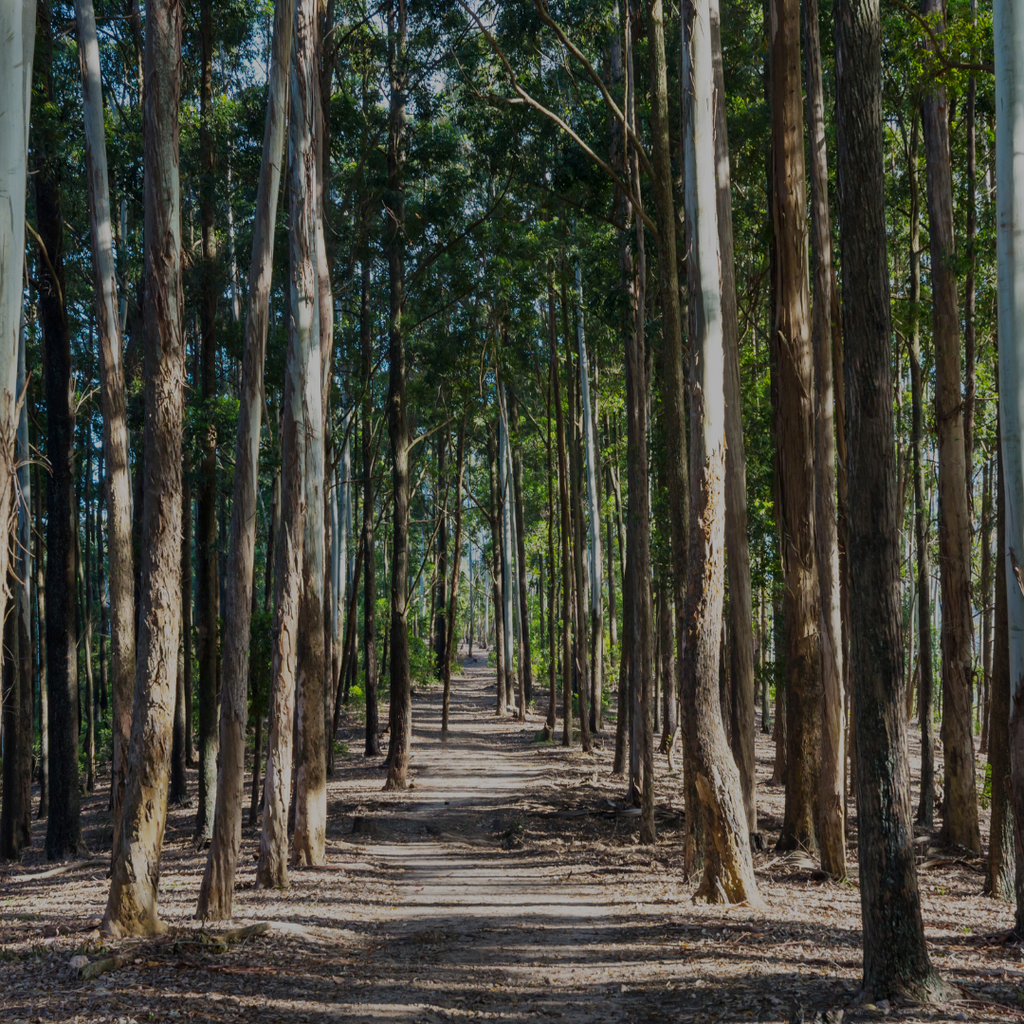  Eucalyptus forest alleyway mobile image