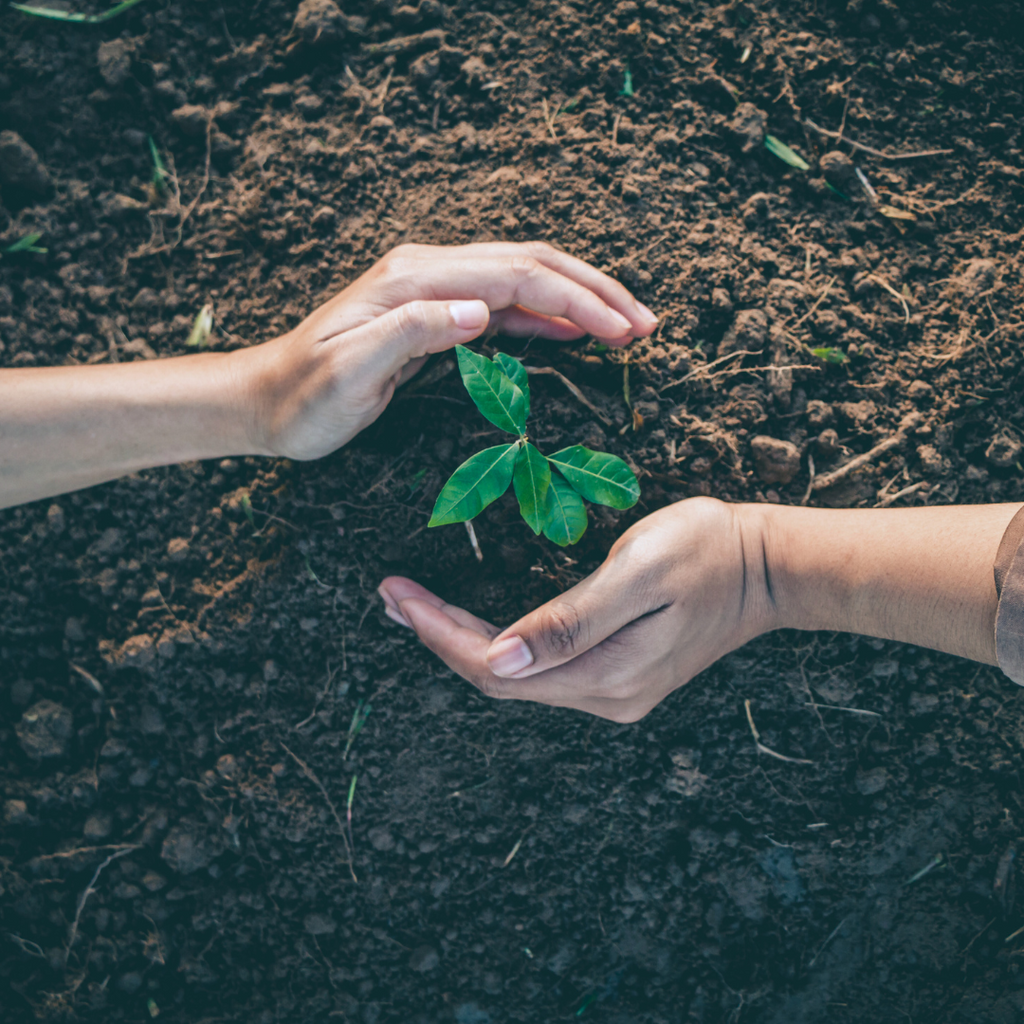 Two hands planting a tree